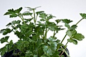 PETROSELINUM CRISPUM,  FRENCH PARSLEY,  HERB,  ORGANIC