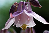 AQUILEGIA VULGARIS,  COLUMBINE