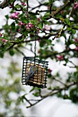 PARUS CAERULEUS,  BLUE TIT FEEDING