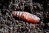 LEATHERJACKET PUPA OF CRANEFLY,  TIPULA PALUDOSA