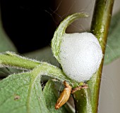CUCKOO SPIT PRODUCED BY FROGHOPPER NYMPH,  ON SALIX CAPREA,  GOAT WILLOW