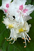 AESCULUS HIPPOCASTANUM,  HORSE CHESTNUT,  PART OF FLOWER SPIKE