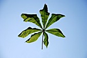 AESCULUS HIPPOCASTANUM,  HORSE CHESTNUT,  LEAF