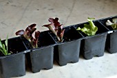 LETTUCE SEEDLINGS READY FOR TRANSPLANTING