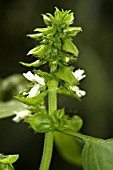 OCIMUM BASILICUM