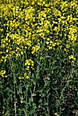 BRASSICA NAPUS,  OILSEED RAPE