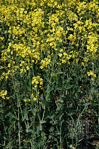 BRASSICA_NAPUS__OILSEED_RAPE