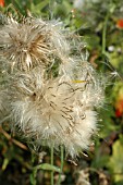 ONOPORDON ACANTHIUM,  SEED