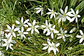 ORNITHOGALUM UMBELLATUM