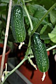 GHERKIN,  CUCUMIS SATIVUS DIAMANT F1 HYBRID,  ORGANIC,  CUCUMBER