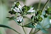 ORIGANUM VULGARE,  GREEK OREGANO,  FLOWERING