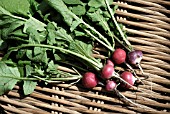 FRESHLY DUG GLOBE RADISH,  SPARKLER 3,  ORGANIC