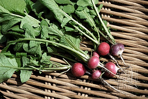 FRESHLY_DUG_GLOBE_RADISH__SPARKLER_3__ORGANIC