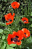 PAPAVER ORIENTALE