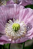 PAPAVER SOMNIFERUM,  OPIUM POPPY