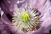 PAPAVER SOMNIFERUM,  OPIUM POPPY