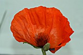 PAPAVER ORIENTALE