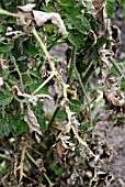 PHYTOPHTHORA INFESTANS,  POTATO BLIGHT ON TOMATO PLANTS SPREADS RAPIDLY FROM LEAF TO LEAF