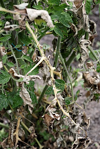 PHYTOPHTHORA_INFESTANS__POTATO_BLIGHT_ON_TOMATO_PLANTS_SPREADS_RAPIDLY_FROM_LEAF_TO_LEAF