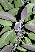 SALVIA OFFICINALIS PURPURASCENS,  PURPLE SAGE