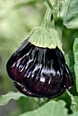 AUBERGINE BLACK BEAUTY