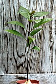 PERSEA AMERICANA,  AVOCADO PEAR SEEDLING IN CONTAINER