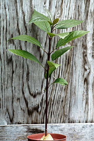 PERSEA_AMERICANA__AVOCADO_PEAR_SEEDLING_IN_CONTAINER