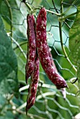 PHASEOLUS VULGARIS FIRETONGUE,  CLIMBING BEAN,  BORLOTTO LINGUA DI FUOCO