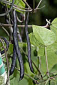 PHASEOLUS VULGARIS BLAUHILDE,  (PURPLE CLIMBING BEAN)