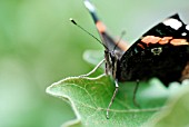 VANESSA ATALANTA,  RED ADMIRAL BUTTERFLY ON AUBERGINE LEAF