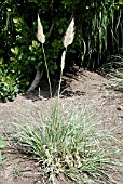 CORTADERIA PATAGONIA,  PAMPAS GRASS