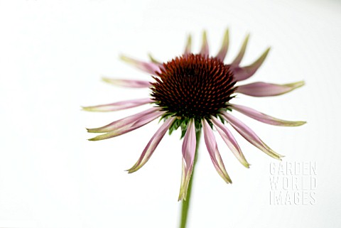 Sara single coneflower