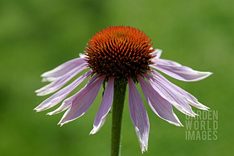 Sara single coneflower