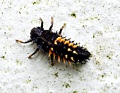 HARMONIA AXYRIDIS,  HARLEQUIN LADYBIRD LARVAE