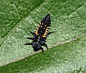 HARMONIA AXYRIDIS,  HARLEQUIN LADYBIRD LARVAE