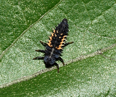 HARMONIA_AXYRIDIS__HARLEQUIN_LADYBIRD_LARVAE