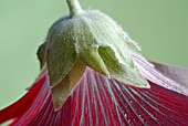 ALTHAEA ROSEA,  HOLLYHOCK