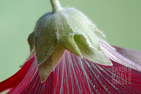 ALTHAEA_ROSEA__HOLLYHOCK