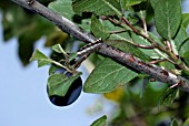 ORGYIA ANTIQUA,  VAPOURER MOTH CATERPILLAR ON PRUNUS SPINOSA,  BLACKTHORN