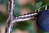 ORGYIA ANTIQUA,  VAPOURER MOTH CATERPILLAR ON PRUNUS SPINOSA,  BLACKTHORN