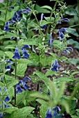 SALVIA PATENS