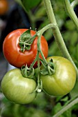 FERLINE F1 HYBRID TOMATOES RIPENING