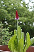 PRIMULA VIALII