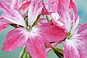 PELARGONIUM FIREWORKS SERIES