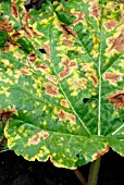 FUNGAL LEAF SPOT ON RHUBARB