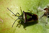 HAWTHORN SHIELDBUG ON BRAMLEY COOKING APPLE