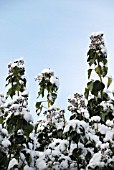 HEDERA HELIX, IVY IN WINTER