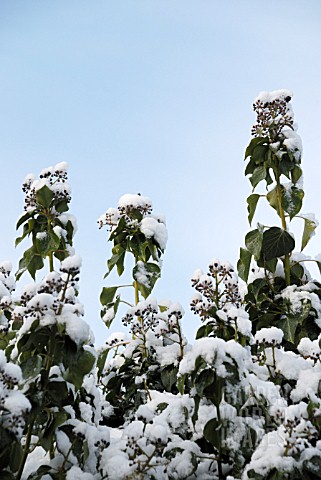 HEDERA_HELIX_IVY_IN_WINTER