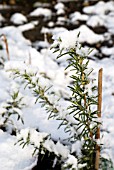 ROSEMARINUS OFFICINALIS, ROSEMARY IN WINTER