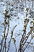 RIBES, WHITE CURRANT